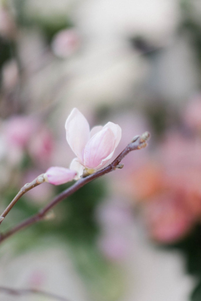 Magnolie w dekoracjach ślubnych.